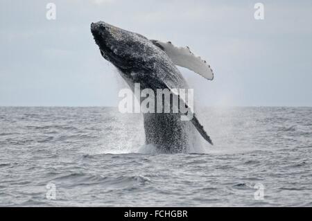 Ein Buckelwal Verletzungen aus dem Wasser abseits der Küste Alaskas. Stockfoto