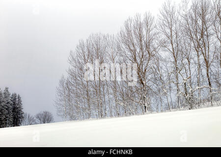 Winterlandschaft in Neuschnee im Hochsauerlandkreis, Altastenberg, Nordrhein Westfalen, Sauerland, Deutschland abgedeckt. Stockfoto