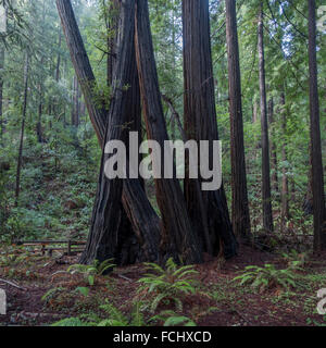 Riesigen Redwood-Bäume im Muir Woods Stockfoto