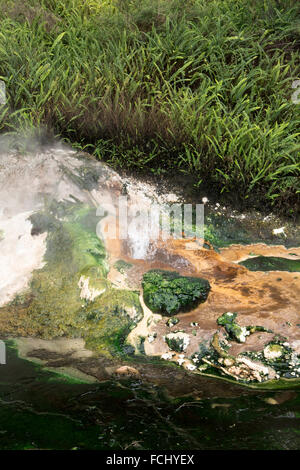 Der heiße Überlauf des Seewassers 55 ° Celsius heißen Pfanne in Waimangu Volcanic Valley ist voll von Kieselsäure Formationen. Stockfoto