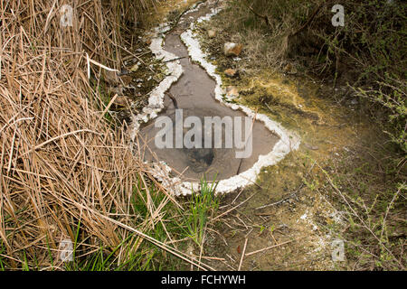 Der heiße Überlauf des Seewassers 55 ° Celsius heißen Pfanne in Waimangu Volcanic Valley ist voll von Kieselsäure Formationen. Stockfoto