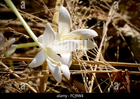 Weißen Blüten der Korkeiche oder indischen Kork (Millingtonia Hortensis L.f) auf Trockenrasen Hintergrund. Blumen der Korkeiche ist ein res Stockfoto