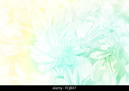 Geschlossen-Up von Spray Art der Chrysantheme (Dendranthemum Grandifflora) in Pastell-Ton. Stockfoto