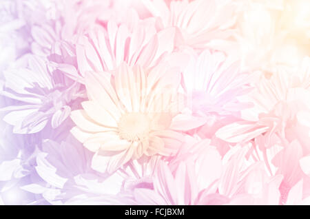 Geschlossen-Up von Spray Art der Chrysantheme (Dendranthemum Grandifflora) in Pastell-Ton. Stockfoto