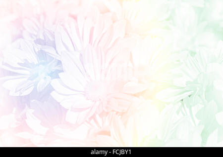 Geschlossen-Up von Spray Art der Chrysantheme (Dendranthemum Grandifflora) in Pastell-Ton. Stockfoto