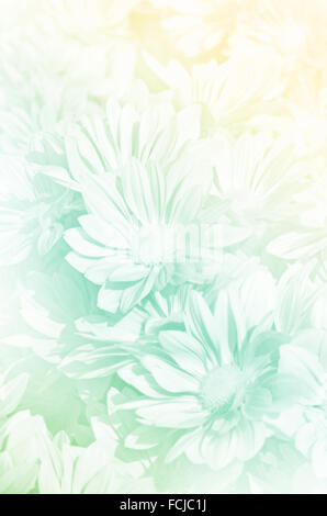 Geschlossen-Up von Spray Art der Chrysantheme (Dendranthemum Grandifflora) in Pastell-Ton. Stockfoto