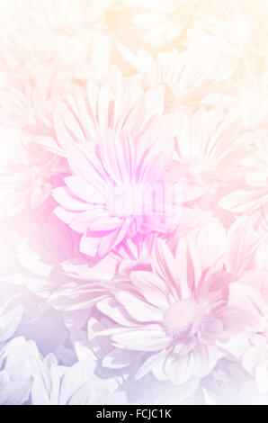 Geschlossen-Up von Spray Art der Chrysantheme (Dendranthemum Grandifflora) in Pastell-Ton. Stockfoto