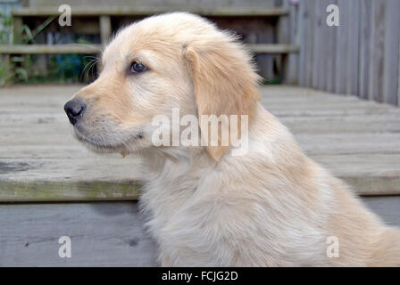 Seitenansicht der golden Retriever-Welpe auf hölzernen Stufen. Stockfoto