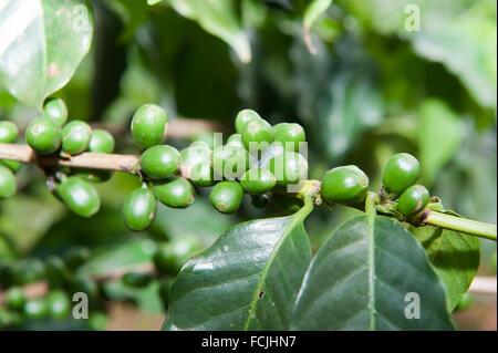 Grüne Kaffeebohnen Ggrowing am Baum. Uganda. Stockfoto