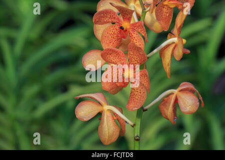 Eine orange Orchidee, genommen in Singapur Stockfoto