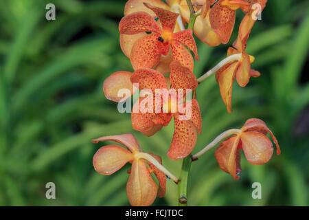 Eine orange Orchidee, genommen in Singapur Stockfoto