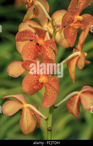 Eine orange Orchidee, genommen in Singapur Stockfoto