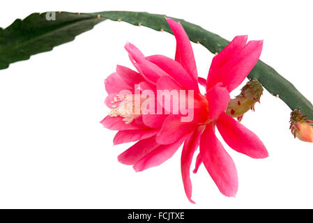 Rosa Epiphyllum Blume isoliert auf weißem Hintergrund Stockfoto