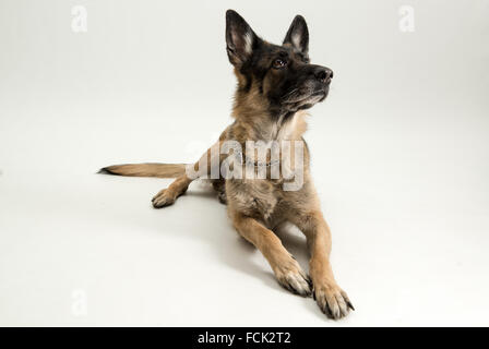 Deutscher Schäferhund liegend, isoliert auf weißem Hintergrund, Studio gedreht. Stockfoto