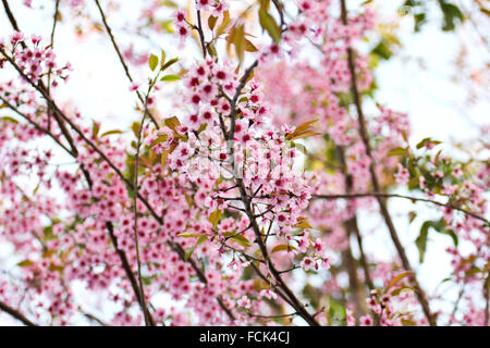 Himalaya Wildkirsche Blüte (Prunus Cerasoides) Stockfoto