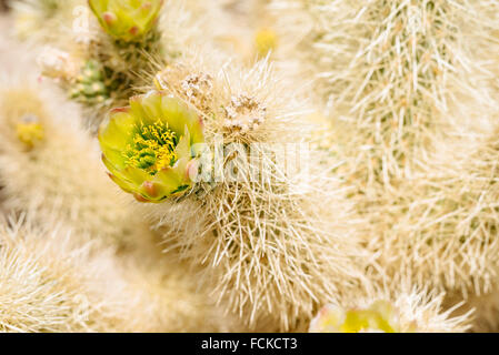 Teddybär Cholla Cactus (Cylindropuntia Bigelovii) in Cholla Cactus Garden, Joshua Tree Nationalpark, Kalifornien Stockfoto