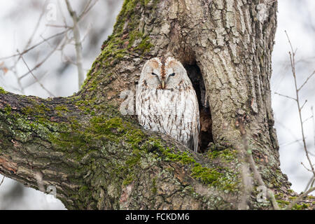 Waldkauz (Strix Aluco). Moskau. Russland. Stockfoto