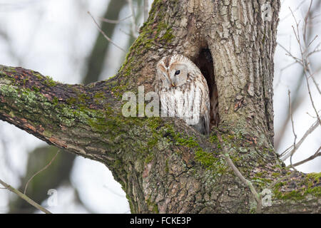 Waldkauz (Strix Aluco). Moskau. Russland. Stockfoto