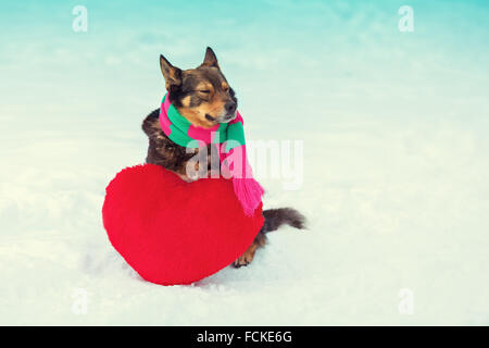 Hund trägt Schal mit roten herzförmigen Kissen spielen Stockfoto