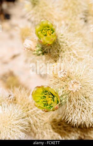 Teddybär Cholla Cactus (Cylindropuntia Bigelovii) in Cholla Cactus Garden, Joshua Tree Nationalpark, Kalifornien Stockfoto