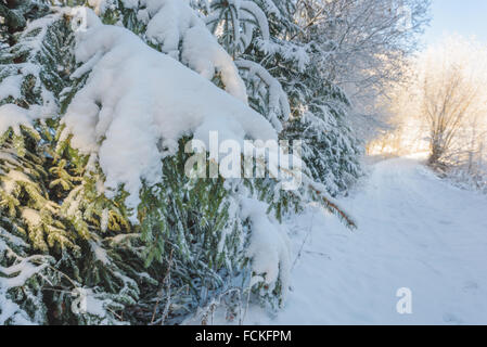 Weihnachtsbaum-Stamm bestreut mit Schnee im Wald. Stockfoto