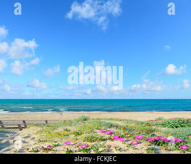 rosa Blüten auf Sanddünen in Platamona Strand, Sardinien Stockfoto