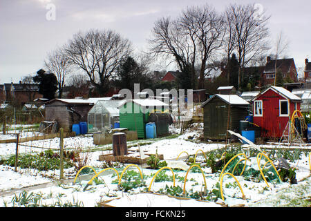 Gemüse im Schnee in Schrebergärten an einem winterlichen Tag in Chesterfield, Derbyshire England UK - Januar 2016 fallen Stockfoto