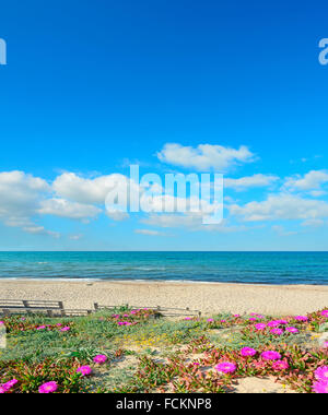 rosa Blüten auf Sanddünen in Platamona Strand, Sardinien Stockfoto