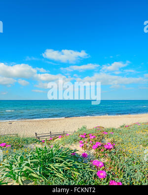 rosa Blüten auf Sanddünen in Platamona Strand, Sardinien Stockfoto