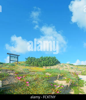 rosa Blüten auf Sanddünen in Platamona Strand, Sardinien Stockfoto