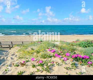 rosa Blüten auf Sanddünen in Platamona Strand, Sardinien Stockfoto