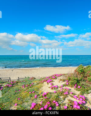 rosa Blüten auf Sanddünen in Platamona Strand, Sardinien Stockfoto