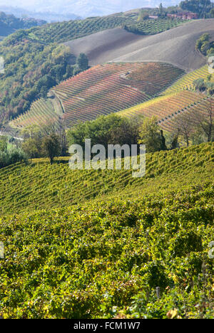 Herbstliche Landschaft von Weinbergen und Hügeln Langhe Stockfoto