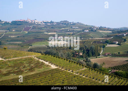 Weinberge auf den Hügeln der Langhe im Piemont, Norditalien Stockfoto
