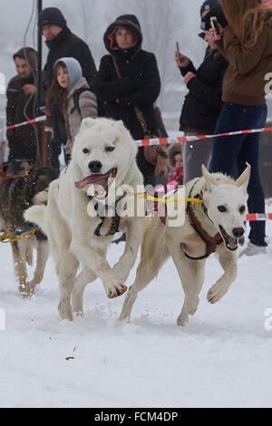 Liebenscheid, Deutschland. 23. Januar 2016. Ein Hundeschlitten-Team startet in den Hundeschlitten Rennen in Liebenscheid, Deutschland, 23 Januar 2016. 50 Musher und mehr als 100 Hunde startete das Hundeschlitten-Rennen in den Westerwald-Hügeln. : Bildnachweis THOMAS FREY/DPA: Dpa picture-Alliance/Alamy Live News Stockfoto