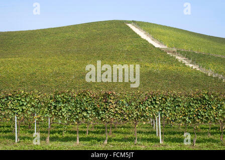 Weinberge auf den Hügeln der Langhe im Piemont, Norditalien Stockfoto