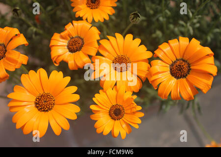 Dimophotheca Sinuata, Orange Namaqualand Daisy, beliebtes Garten Zier Kraut mit gezahnten Blättern und orangefarbenen Blütenköpfe Stockfoto