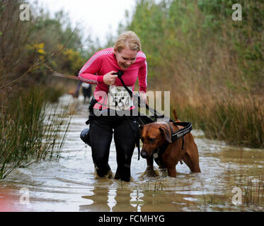 Aldershot, Hants, UK. 23. Januar 2016. Teilnehmer durch die überfluteten Ströme der nur 10km Canicross Rennen im langen Tal Aldershot Hampshire mit, damit das Eis wie die brutalen Frauen kämpfen dort Weg rund um den Kurs.  Das aktuelle Wetter machte die brutale 10km off Road-Parcours Leben bis zu seinem Namen als den Pfützen und Bächen wo bis zu Abfall Höhe an vielen Orten mit frühen Läufer um das Eis zu brechen, wie sie das Wasser eingegeben haben.  Bildnachweis: PBWPIX/Alamy Live-Nachrichten Stockfoto