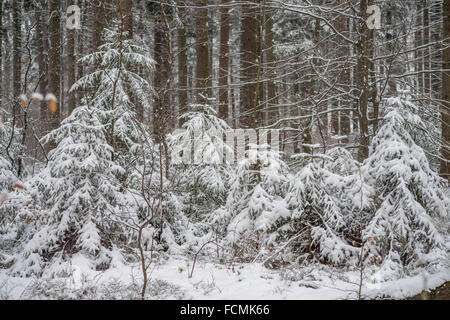 Stille kühl Winer Wald mit Schnee bedeckt Stockfoto