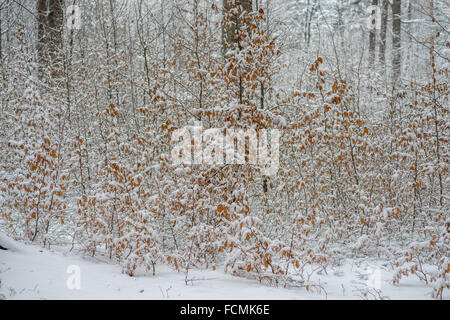 Stille kühl Winer Wald mit Schnee bedeckt Stockfoto
