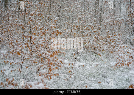 Stille kühl Winer Wald mit Schnee bedeckt Stockfoto