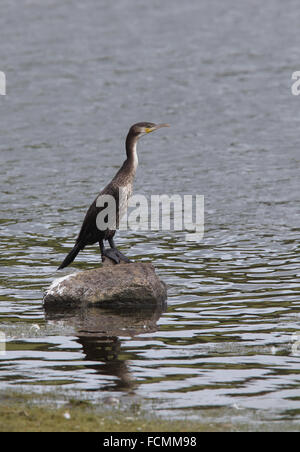 Jungen Kormoran (Phalacrocorax Carbo) steht auf einem Felsen, Drift Reservoir, Cornwall, England, UK. Stockfoto
