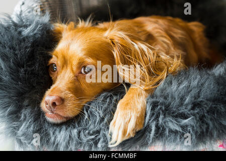 Spaniel gemischte Rasse Hund ruht und posiert auf einem flauschigen Schaffell-Teppich Stockfoto