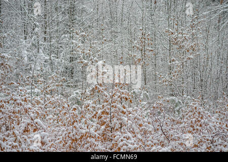 Stille kühl Winer Wald mit Schnee bedeckt Stockfoto
