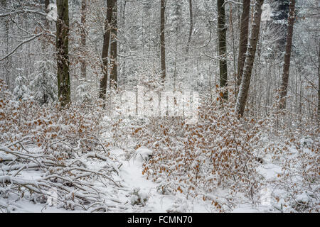 Stille kühl Winer Wald mit Schnee bedeckt Stockfoto