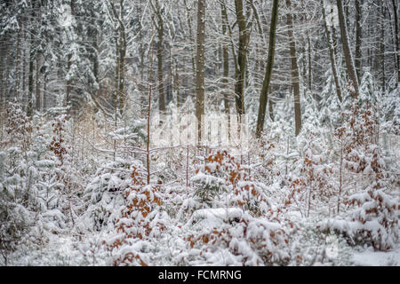 Stille kühl Winer Wald mit Schnee bedeckt Stockfoto