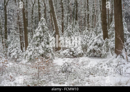 Stille kühl Winer Wald mit Schnee bedeckt Stockfoto