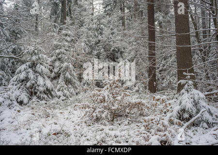 Stille kühl Winer Wald mit Schnee bedeckt Stockfoto