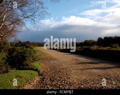 Landstraße, New Forest, Hampshire, UK Stockfoto