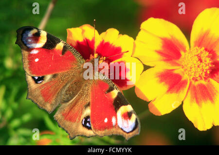 schöne Schmetterling Pfau Auge sitzen auf die Ringelblumen Stockfoto